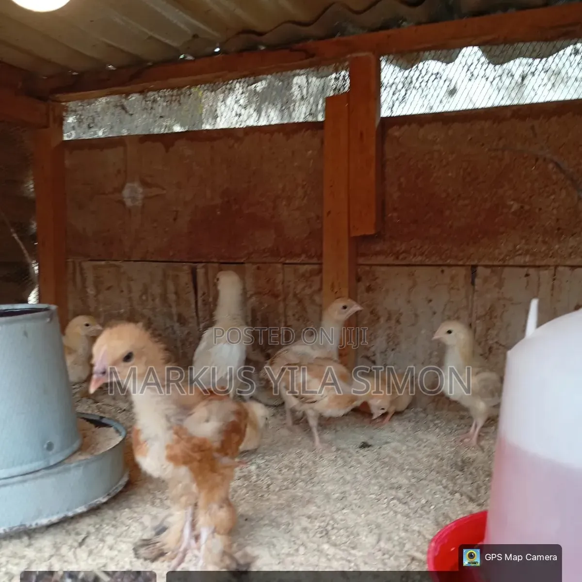 Brahma Chicks