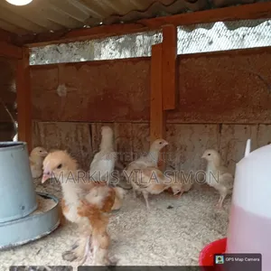 Brahma Chicks