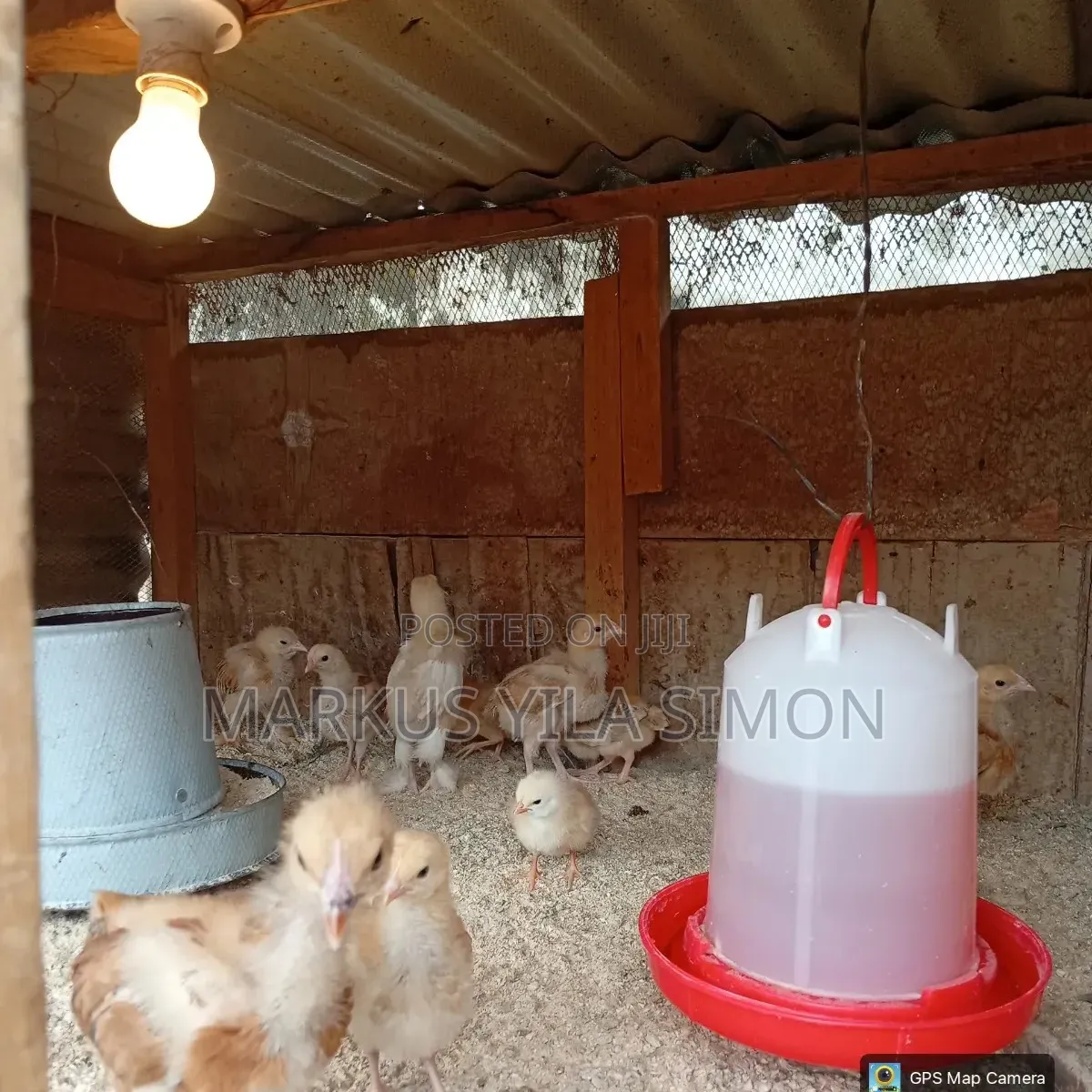 Brahma Chicks