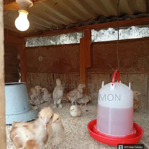 Brahma Chicks