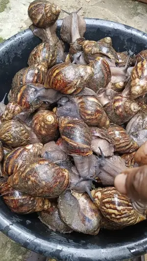 Snail Farming Training