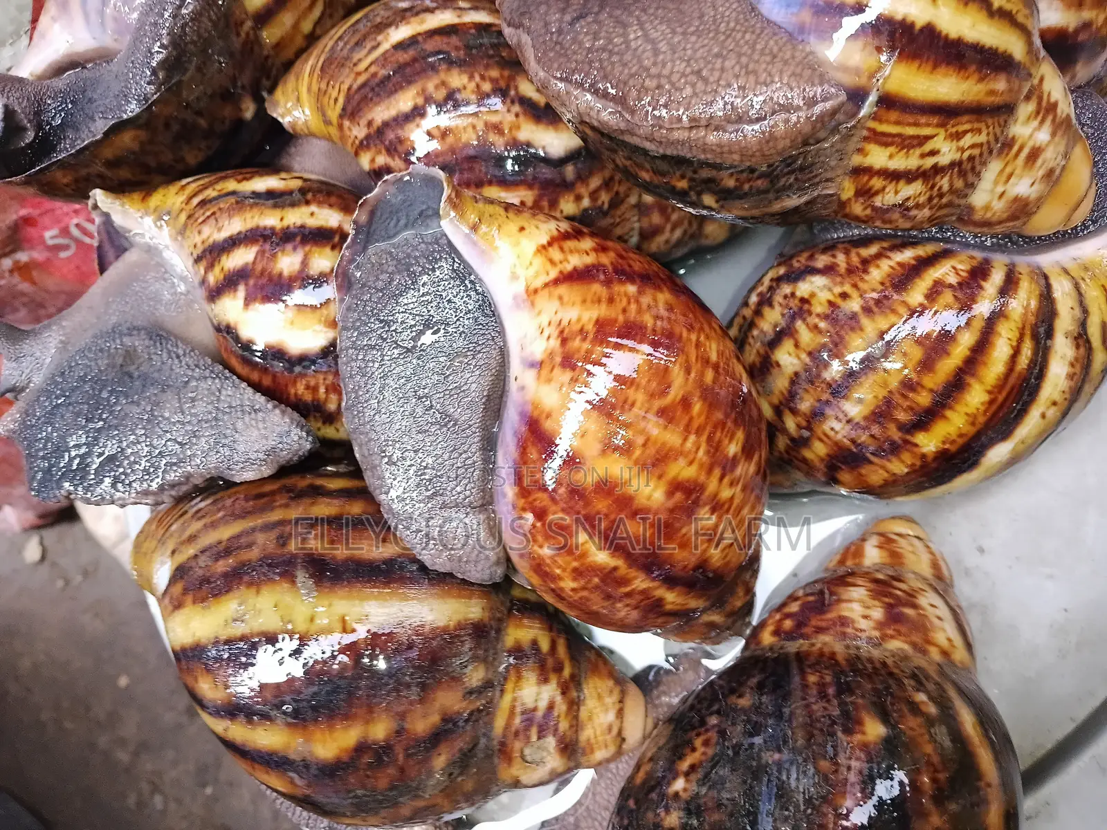 Snail Farming Training