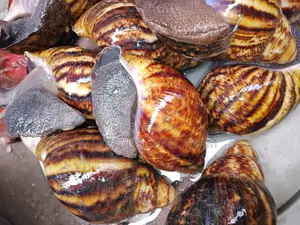 Snail Farming Training