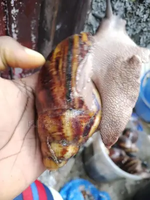 Snail Farming Training
