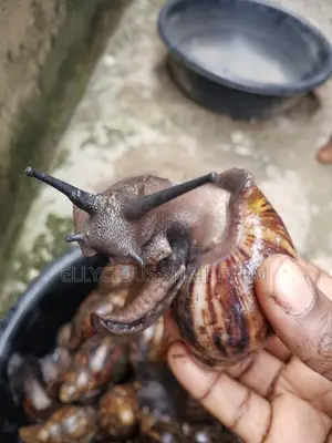 Live Snails