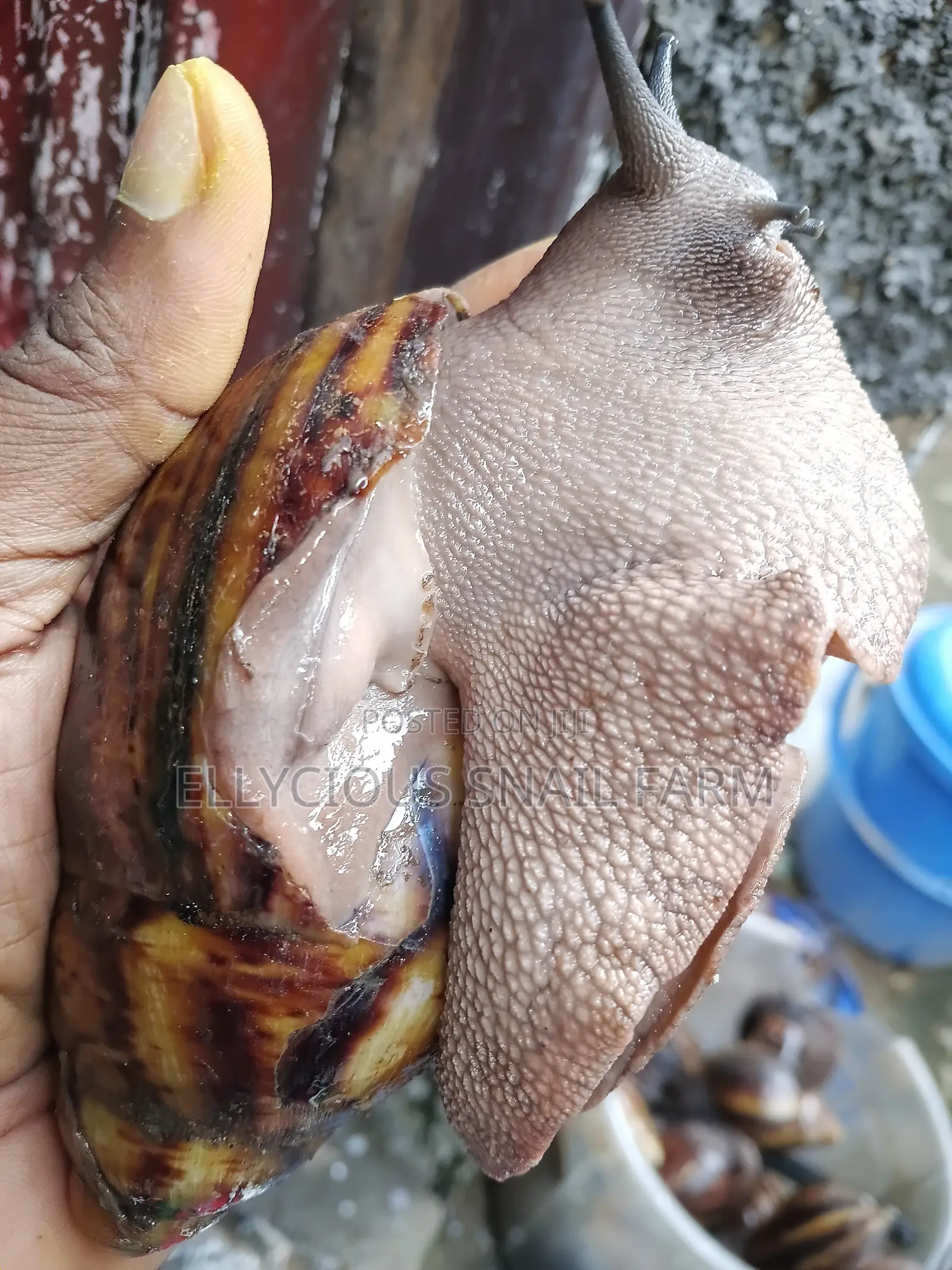 Live Snails