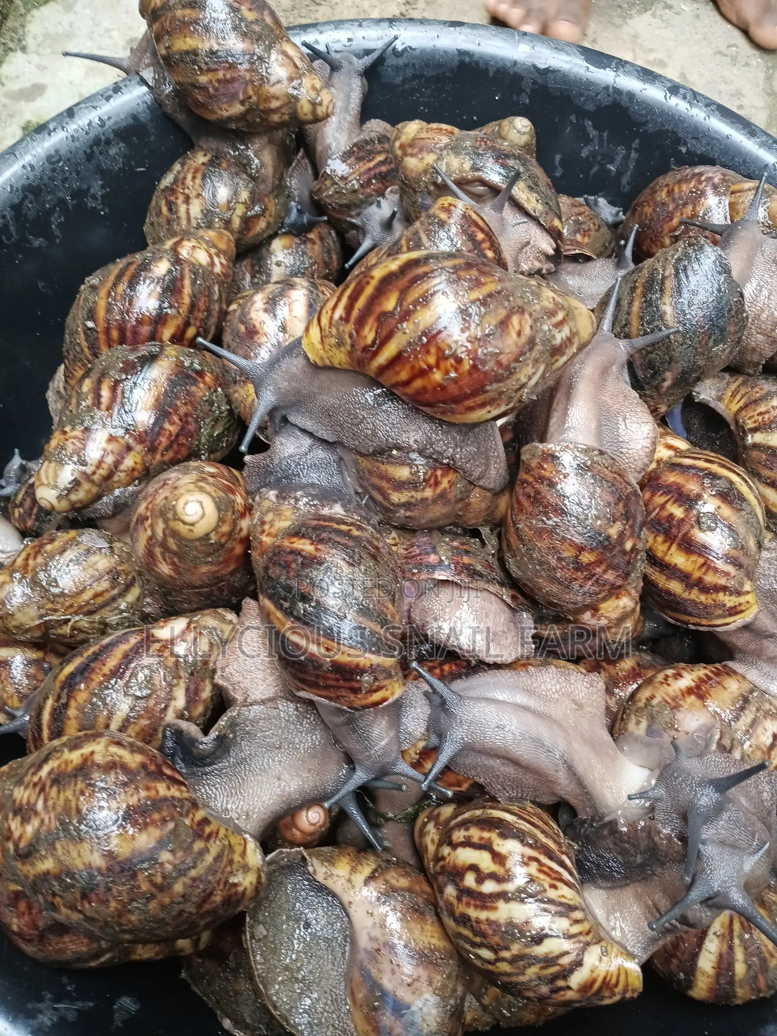 Live Snails