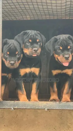 1-3 months Female Purebred Rottweiler