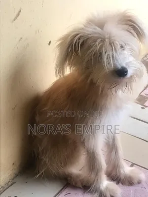 6-12 months Male Purebred Lhasa Apso