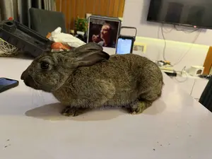 Healthy Mature Rabbit for Sale