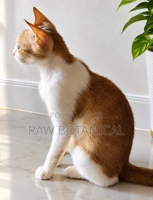 6-12 months Male Purebred Cat