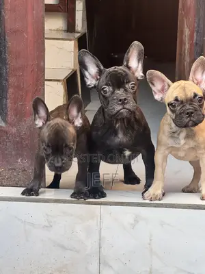 1-3 months Female Purebred French Bulldog