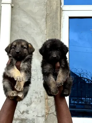 1-3 months Female Purebred German Shepherd