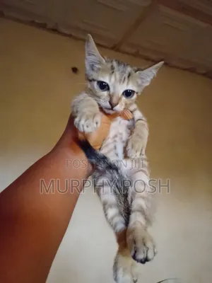 1-3 months Female Purebred American Shorthair