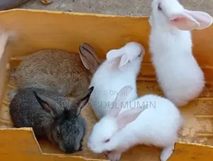 Weanners Rabbits