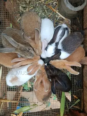 Weanners Rabbits
