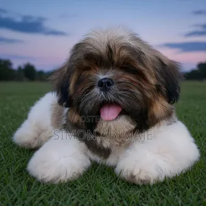 1-3 months Female Purebred Shih Tzu