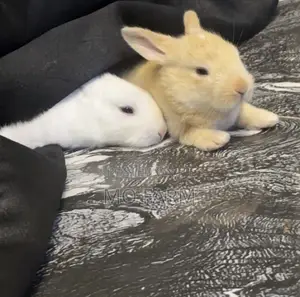 Pet Bunnies/Rabbits