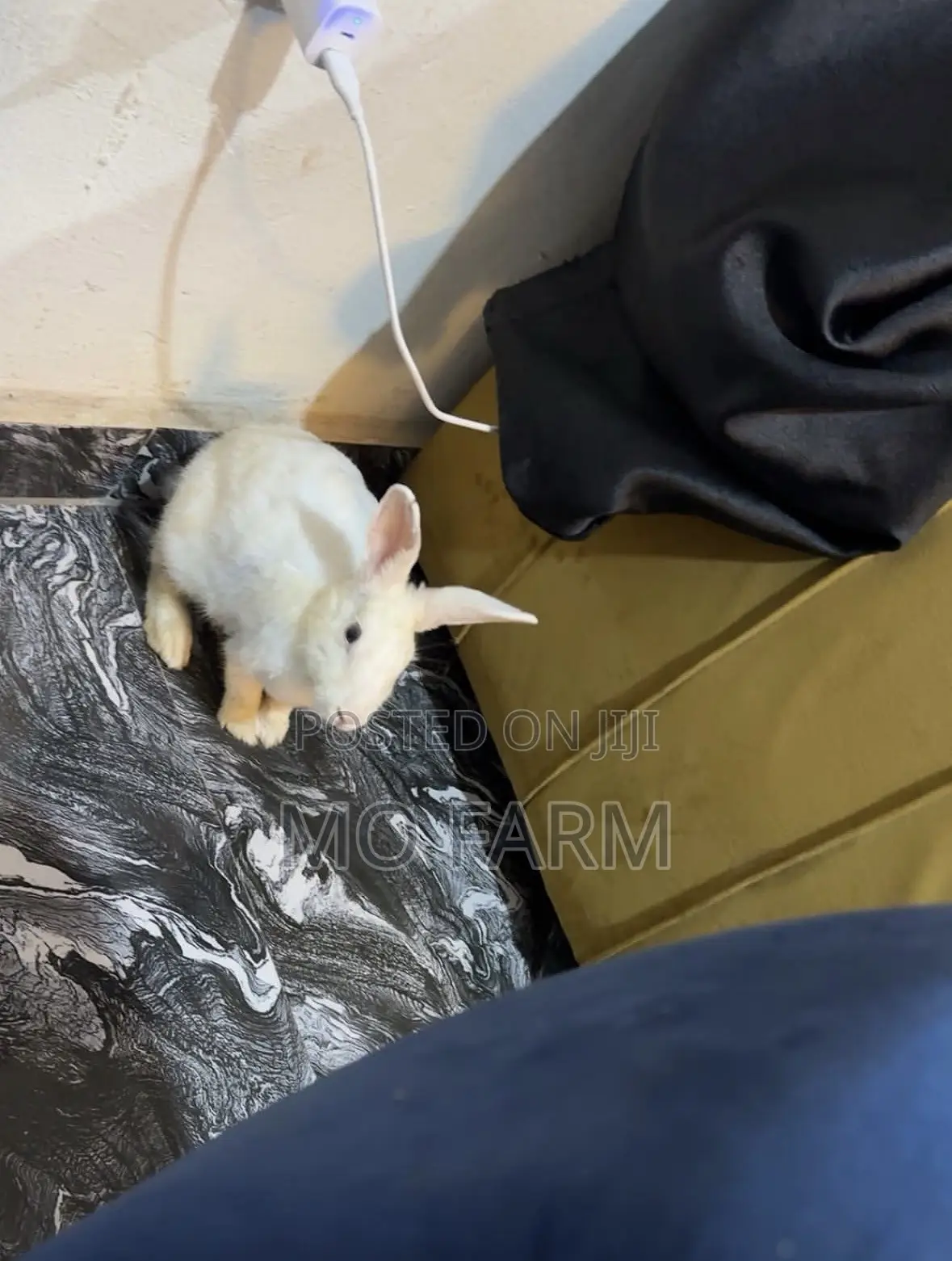 Pet Bunnies/Rabbits