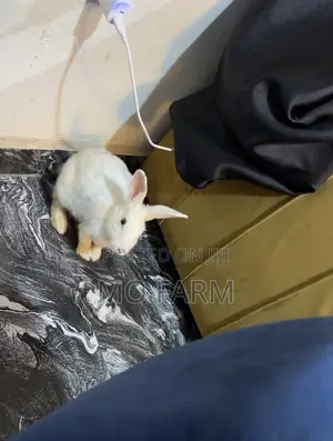 Pet Bunnies/Rabbits