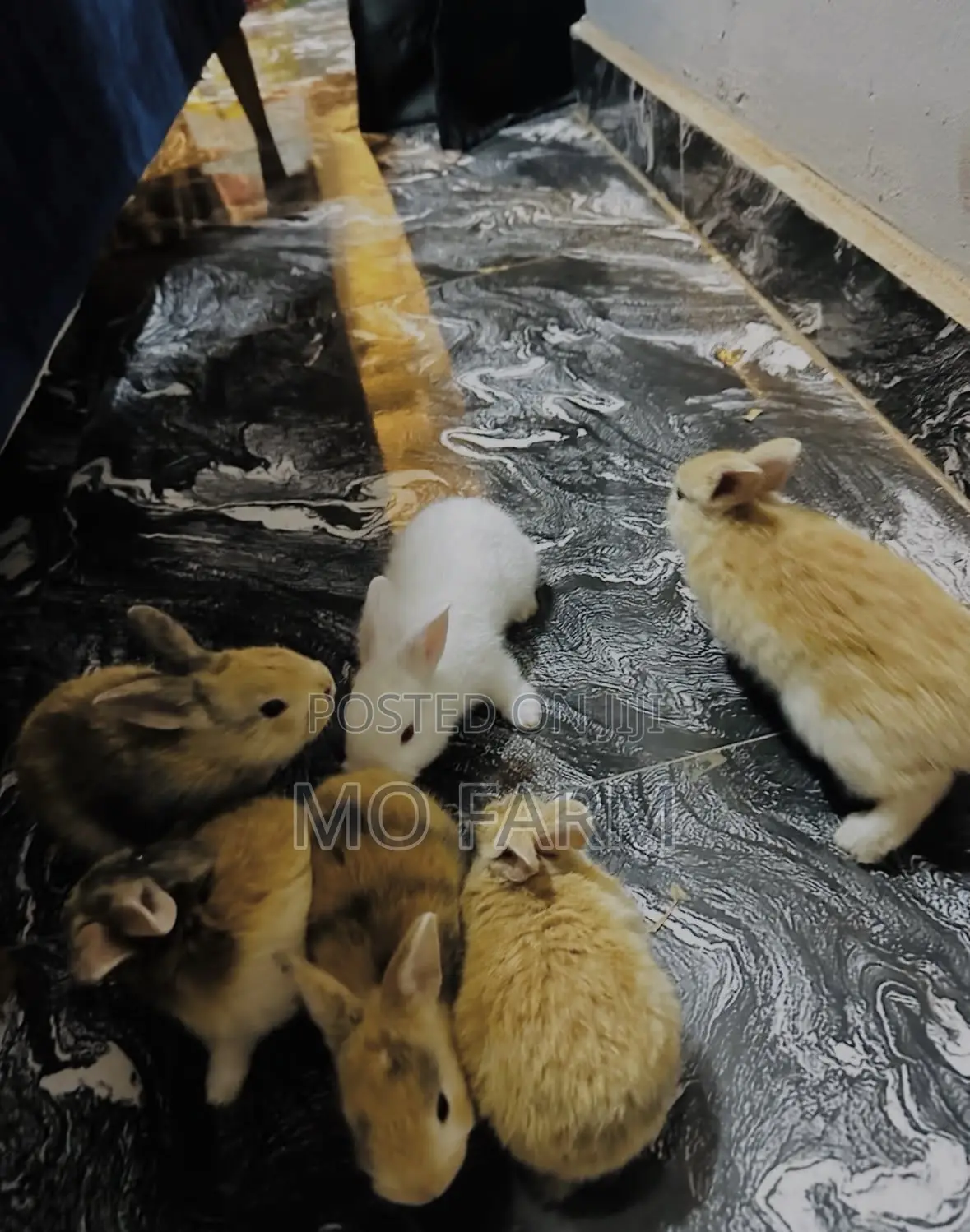 Pet Bunnies/Rabbits