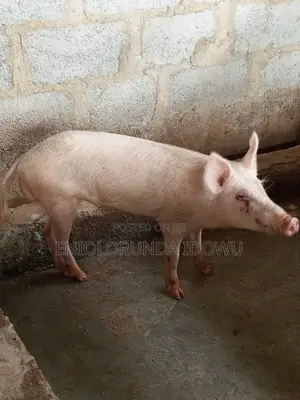 Mature Pigs for Slaughter