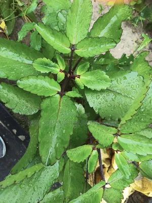 Miracle Leaf
