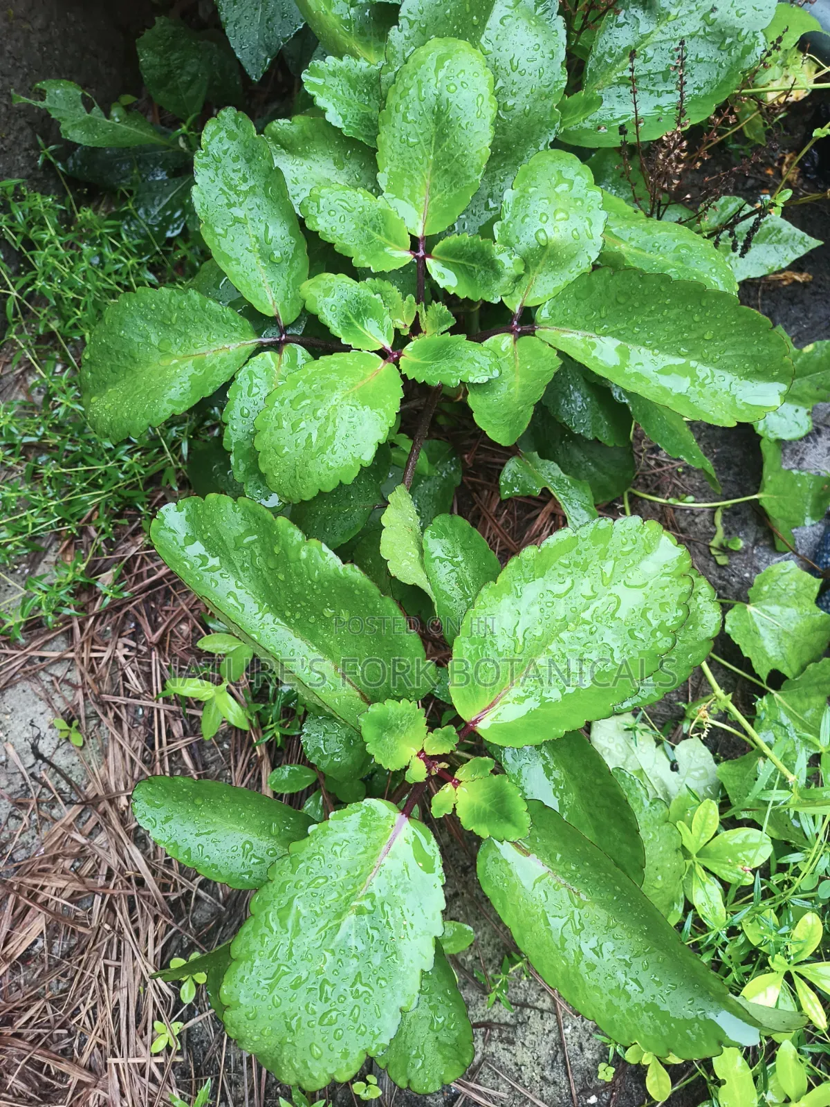 Miracle Leaf
