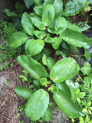 Miracle Leaf