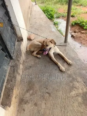 6-12 months Male Purebred Boerboel