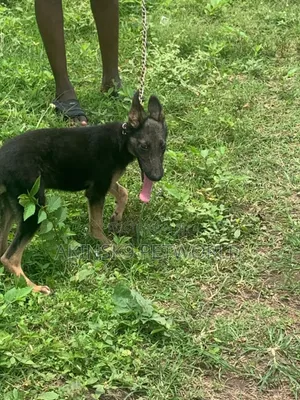 3-6 months Female Purebred German Shepherd