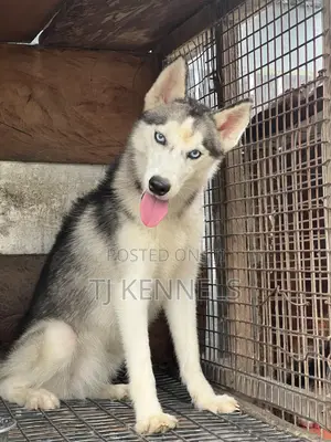 6-12 months Female Purebred Siberian Husky