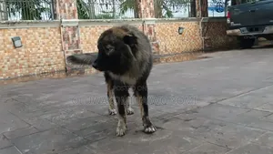 1+ year Male Purebred Caucasian Shepherd