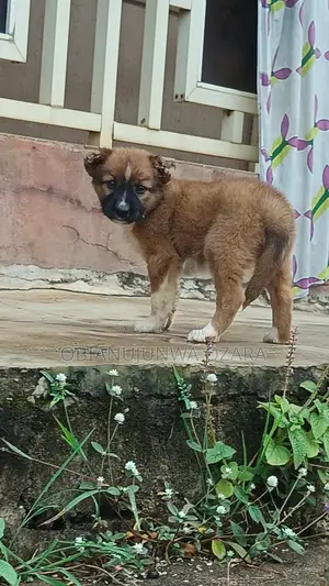 1-3 months Female Purebred Caucasian Shepherd