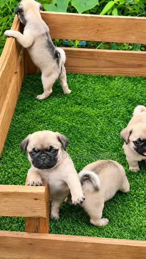 1-3 months Female Purebred Pug