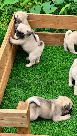 1-3 months Female Purebred Pug