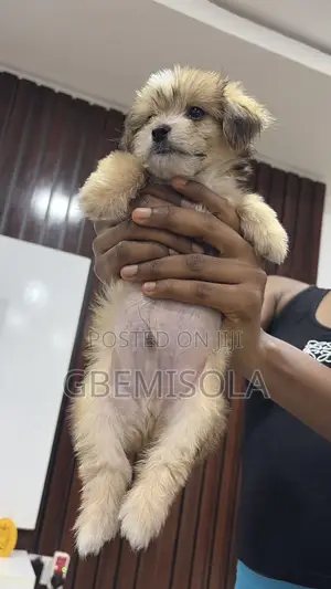 1-3 months Male Purebred Lhasa Apso