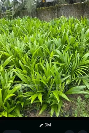 Seedlings for Planting