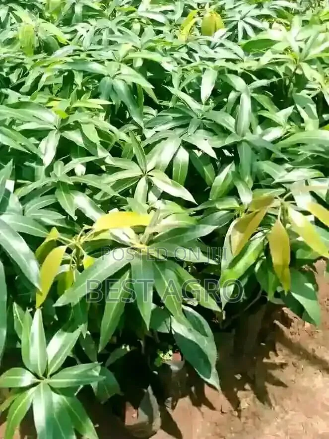 Seedlings for Planting
