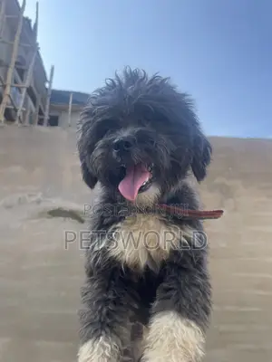 6-12 months Male Purebred Lhasa Apso