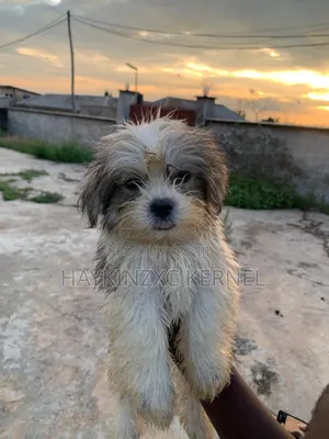 1-3 months Female Purebred Lhasa Apso