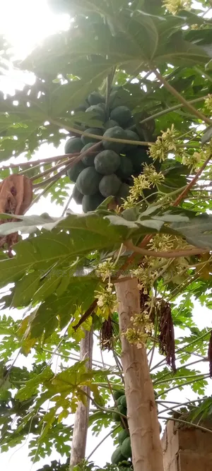 PawPaw (PapaYas) for Sale