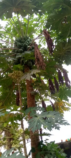 PawPaw (PapaYas) for Sale