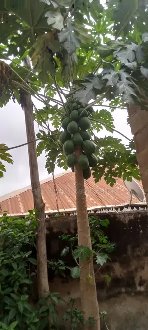 PawPaw (PapaYas) for Sale