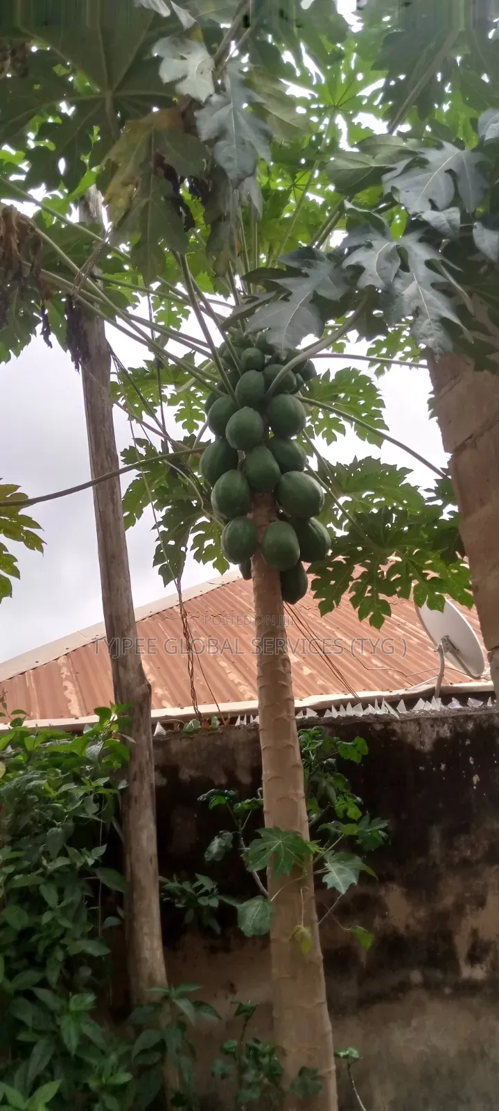 PawPaw (PapaYas) for Sale