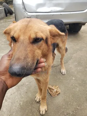 1+ year Male Purebred German Shepherd