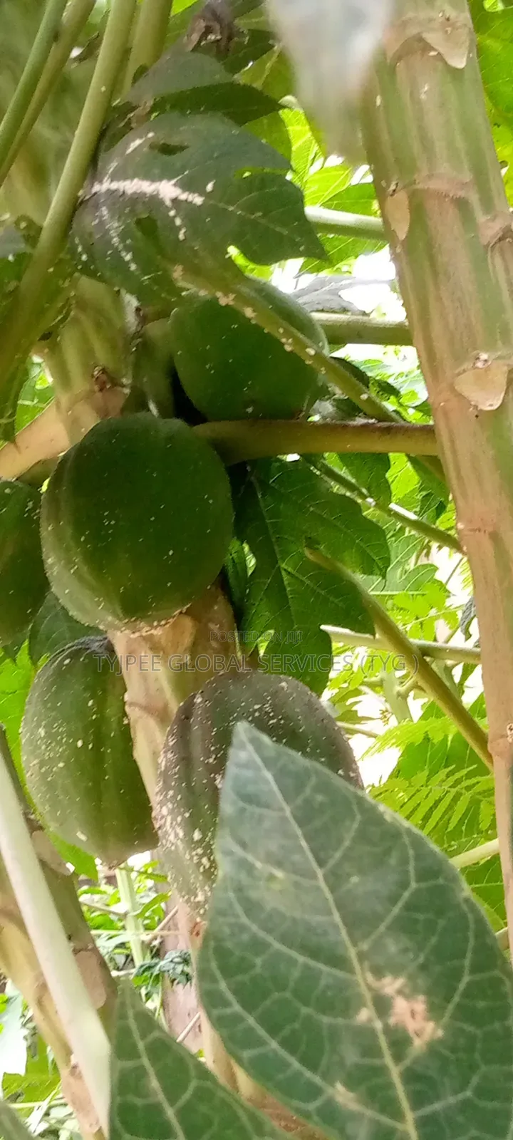 PawPaw (PapaYas) for Sale