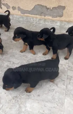 1-3 months Female Purebred Rottweiler