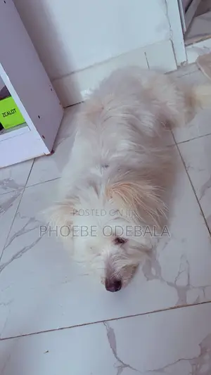 1+ year Female Mixed Breed Lhasa Apso