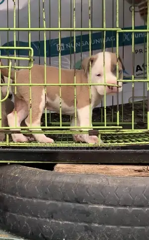 1-3 months Female Purebred American Pit Bull Terrier